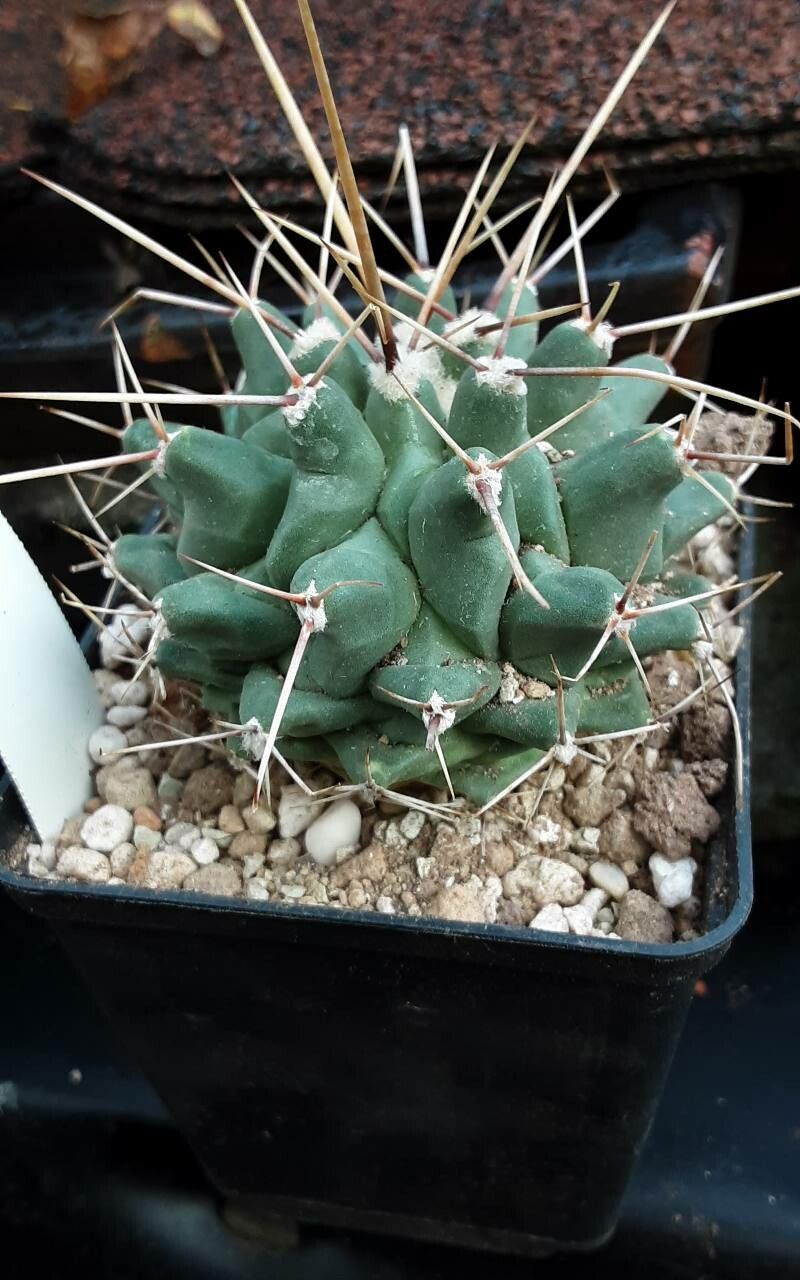 Thelocactus rinconensis leaf