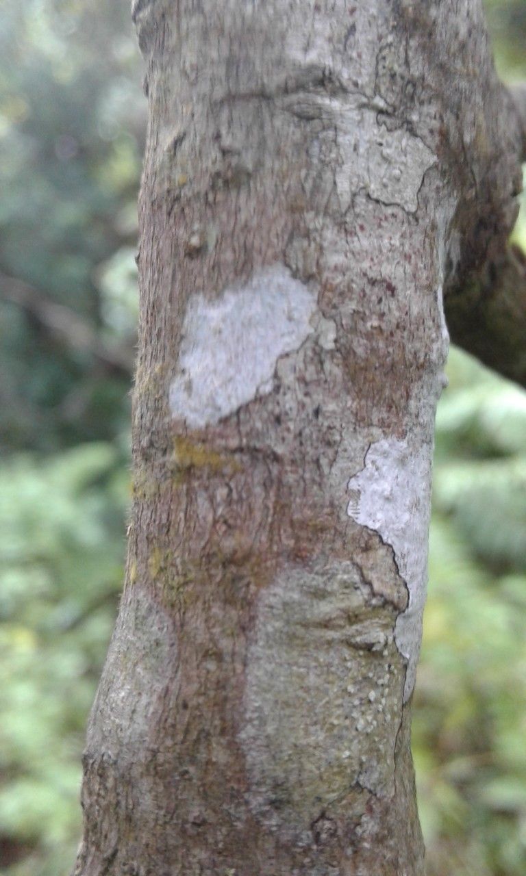 Macaranga boutonioides bark