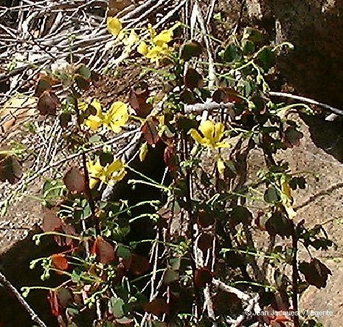 Oxalis balansae habit