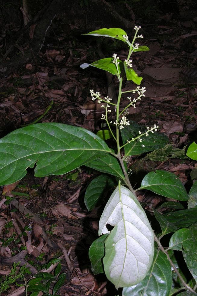 Nectandra hypoleuca habit