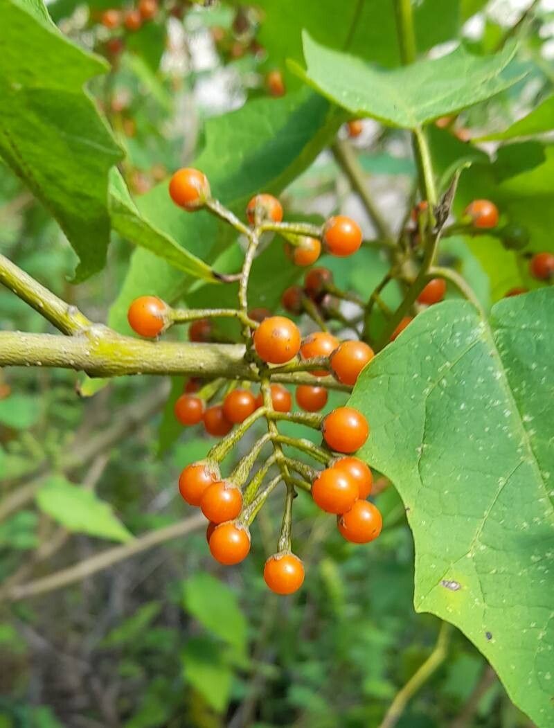 Solanum consimile fruit