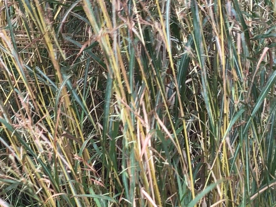 Hyparrhenia tamba — houseplant care guide