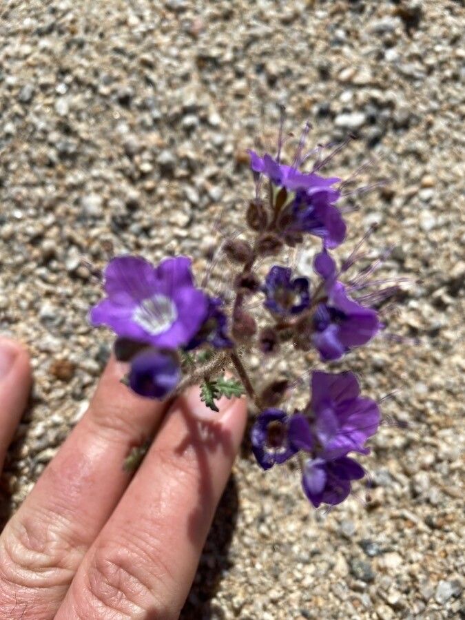 Phacelia crenulata flower