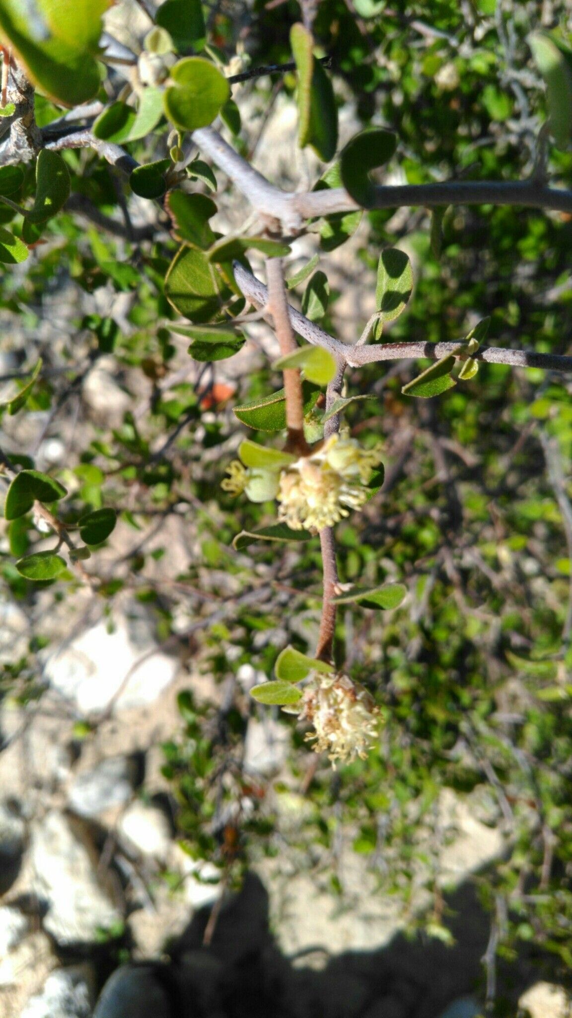 Croton ustulatus flower