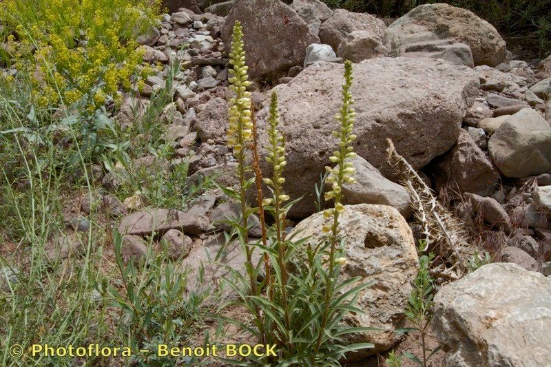 Digitalis transiens habit