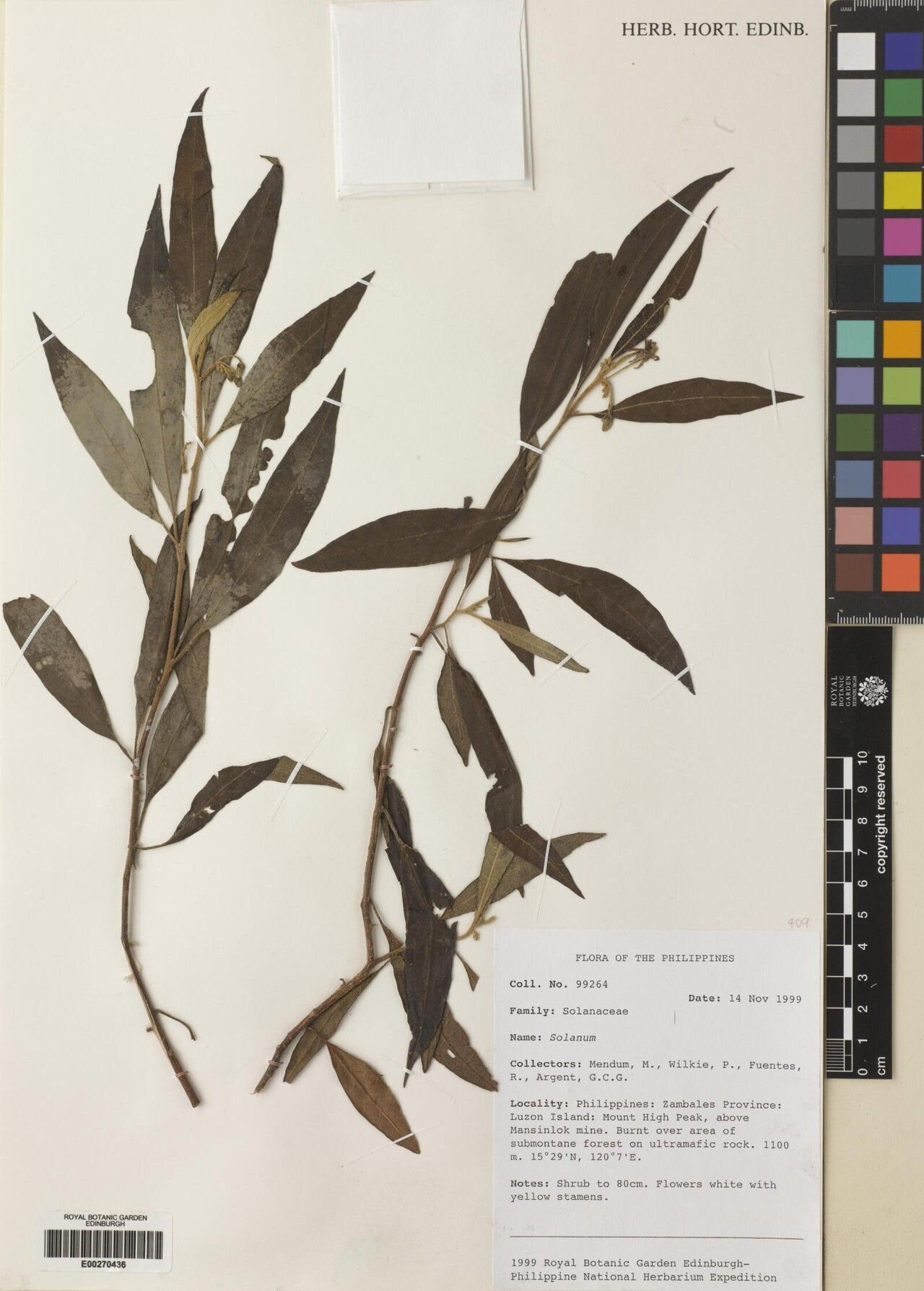 Solanum retrorsum — houseplant care guide