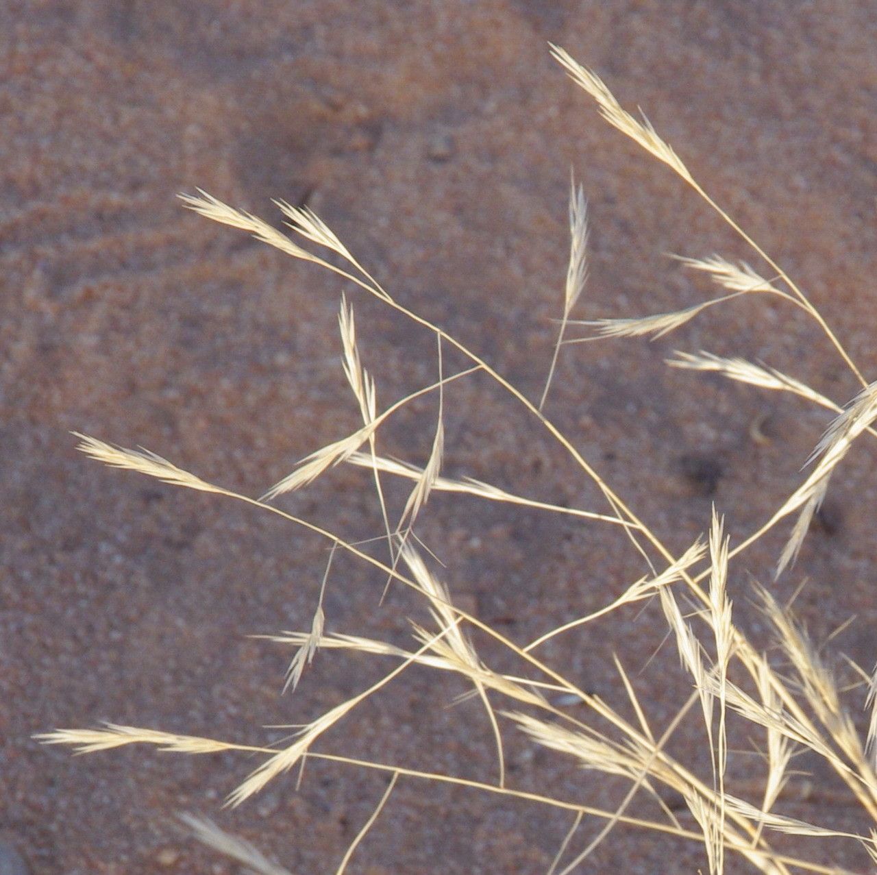 Aristida mutabilis flower