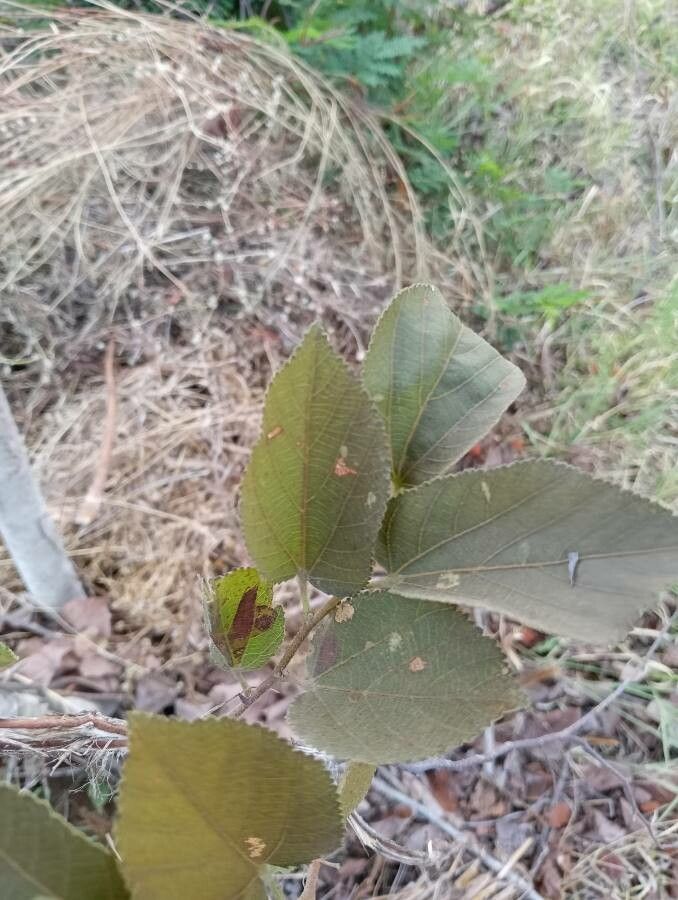 Grewia monticola — search result for 'Grewia'