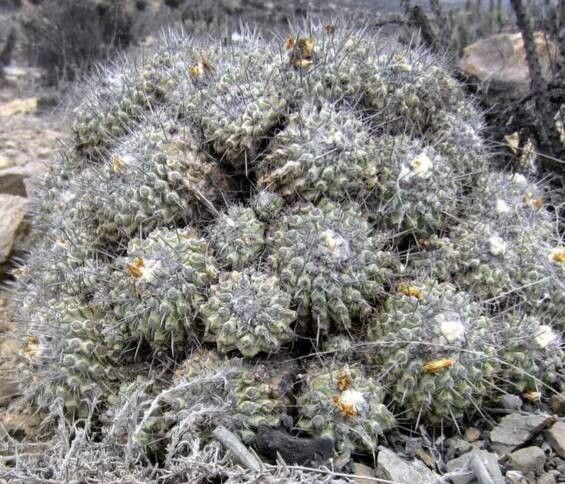 Copiapoa grandiflora habit