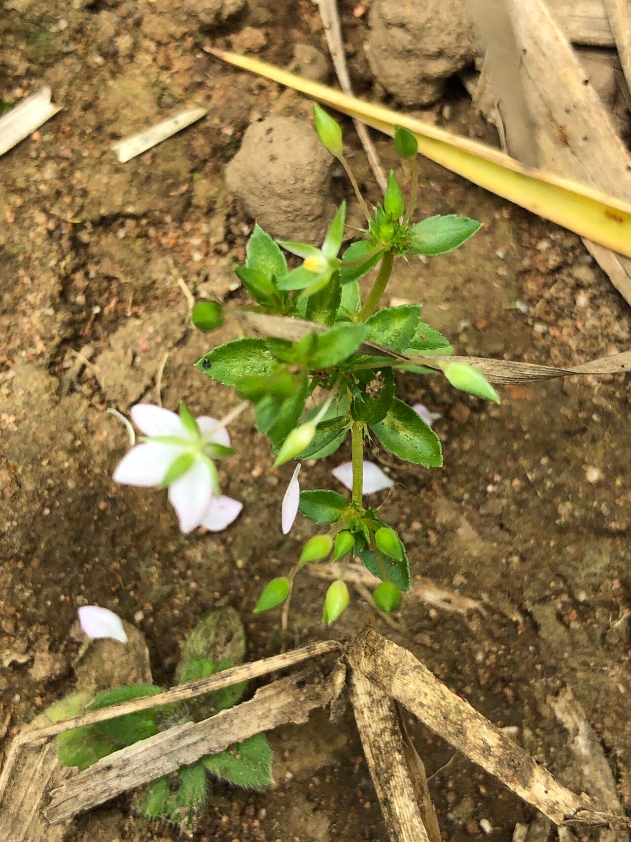 Sauvagesia tenella — houseplant care guide