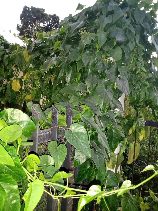 Cissus verticillata habit