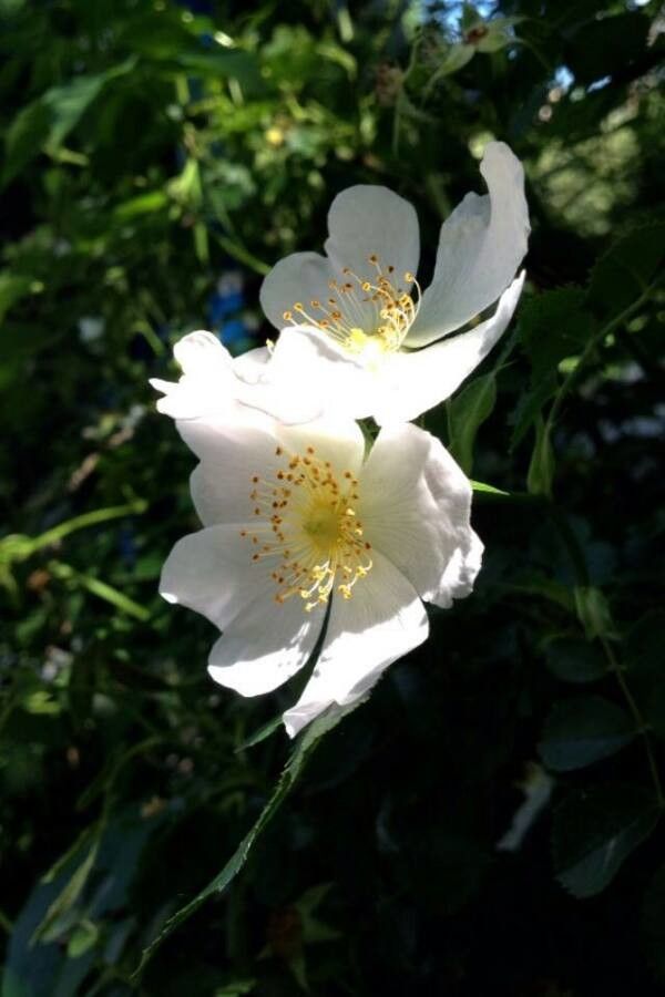 Rosa arvensis flower
