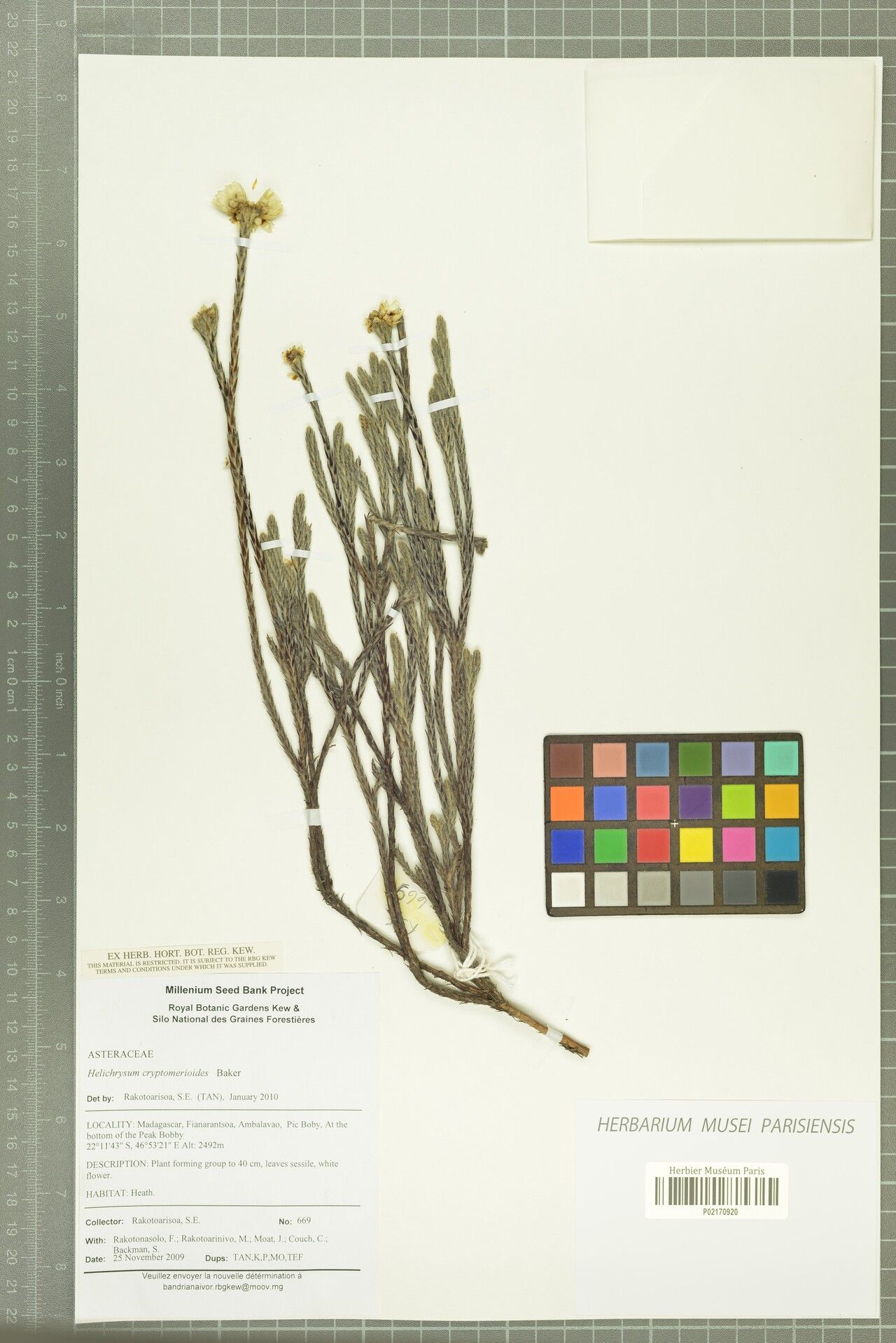 Helichrysum cryptomerioides — houseplant care guide