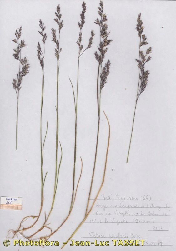 Festuca rivularis habit