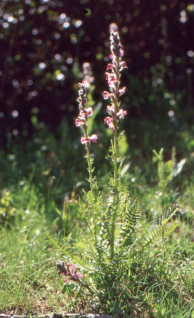Pedicularis rostratocapitata habit