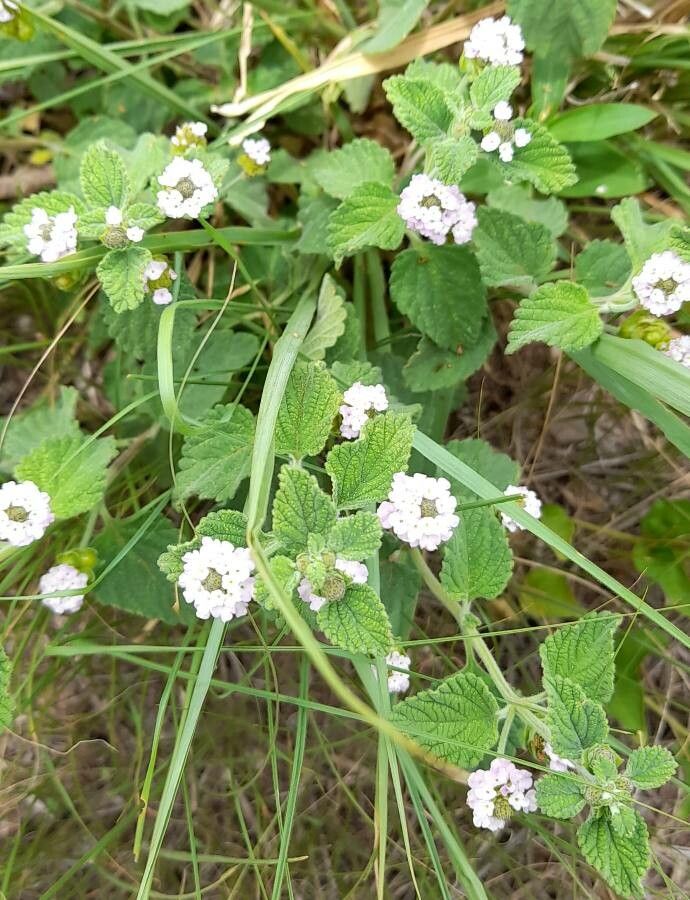 Lippia junelliana habit