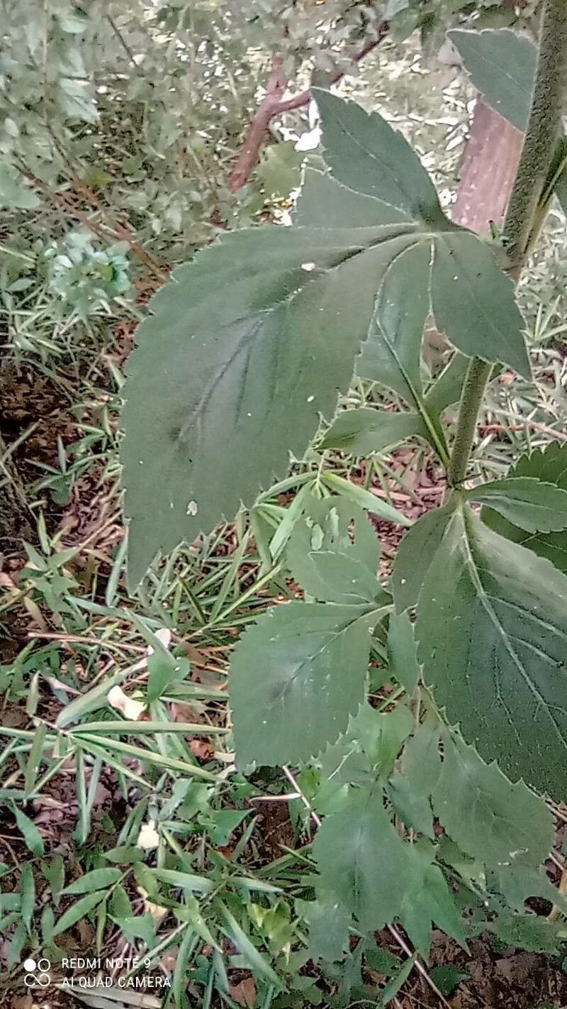 Patrinia villosa — houseplant care guide