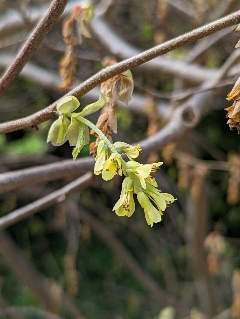 Corylopsis platypetala flower