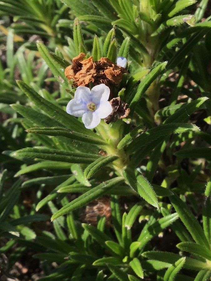 Lithodora zahnii flower