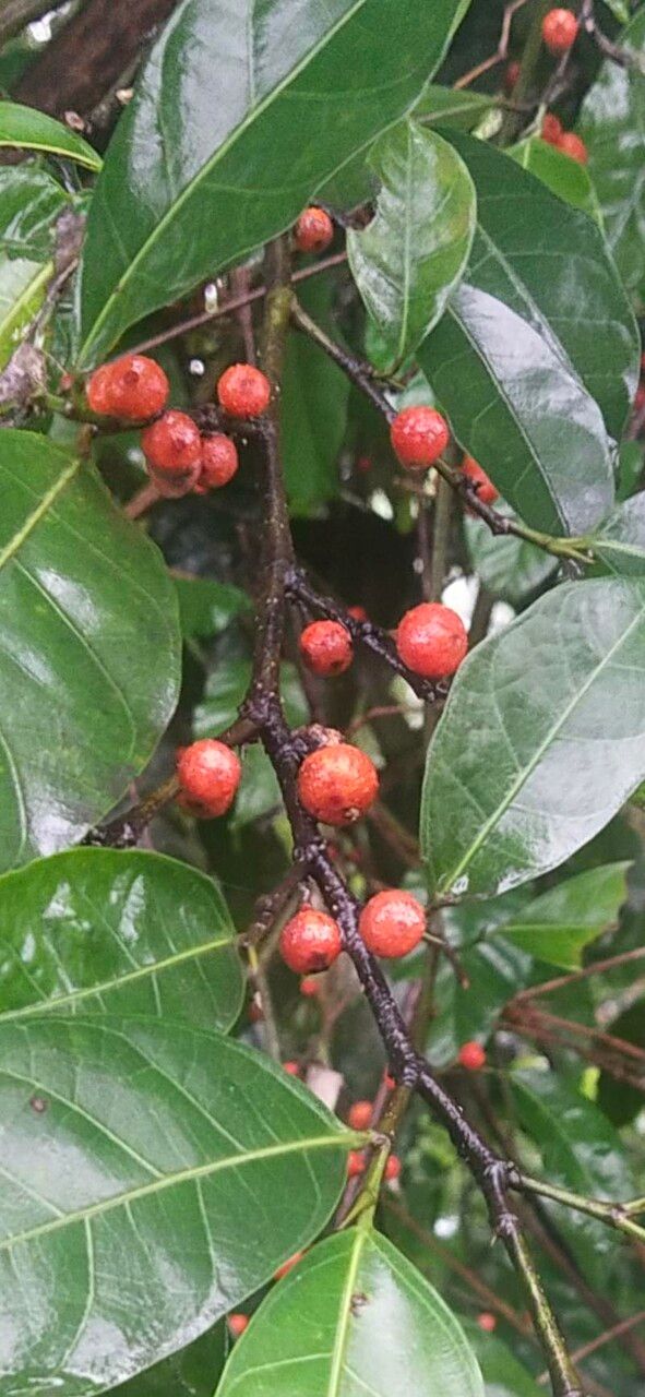 Ficus virgata fruit