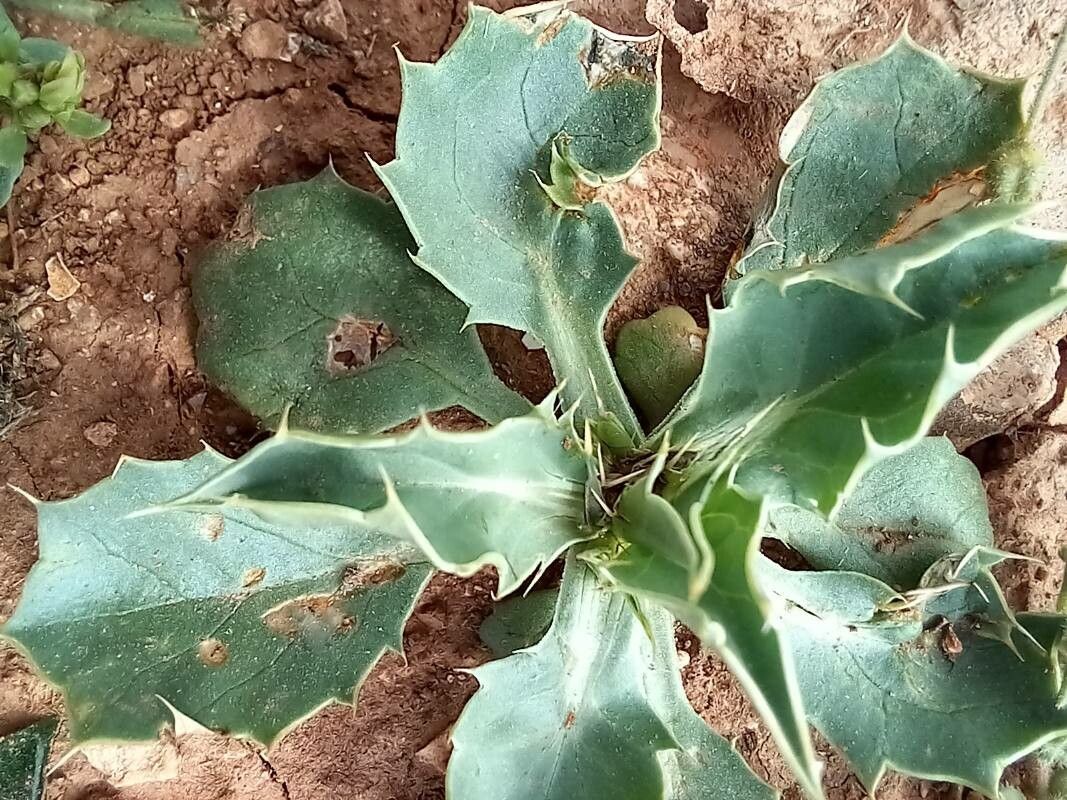 Eryngium ilicifolium — search result for 'Eryngium'