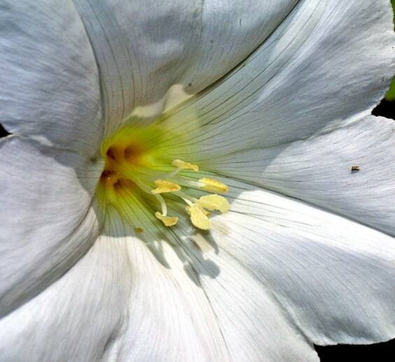 Calystegia tuguriorum flower