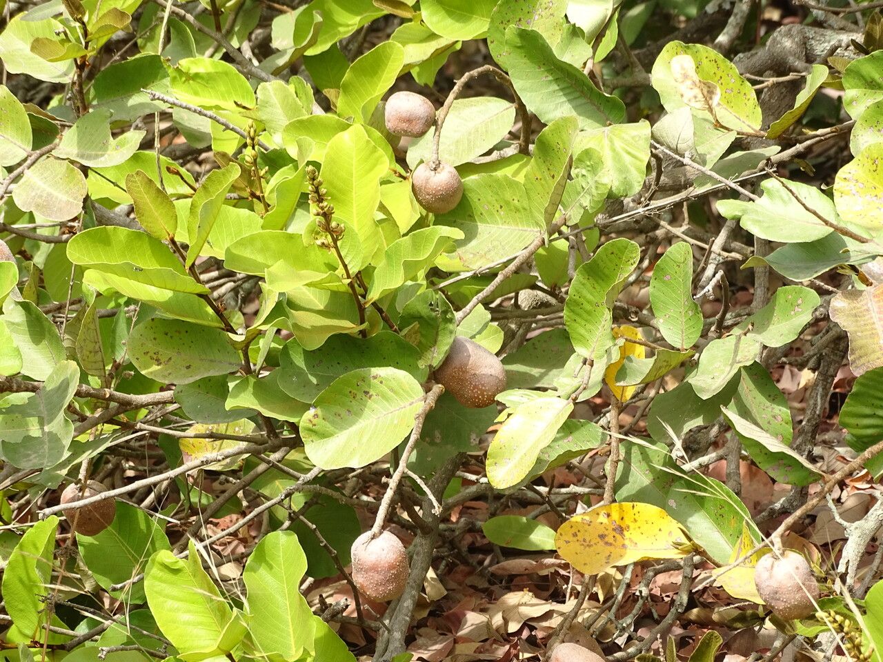 Neocarya macrophylla fruit