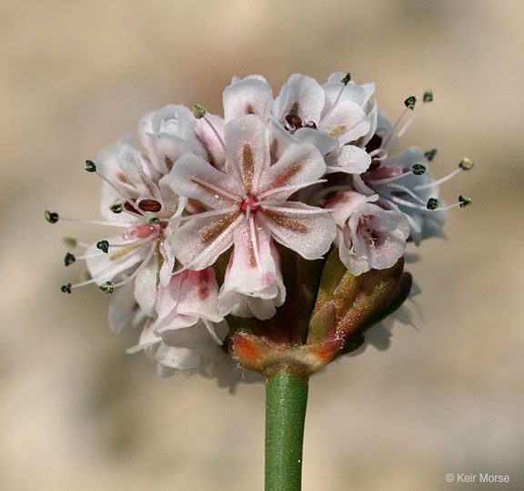 Eriogonum nortonii — search result for 'Eriogonum'