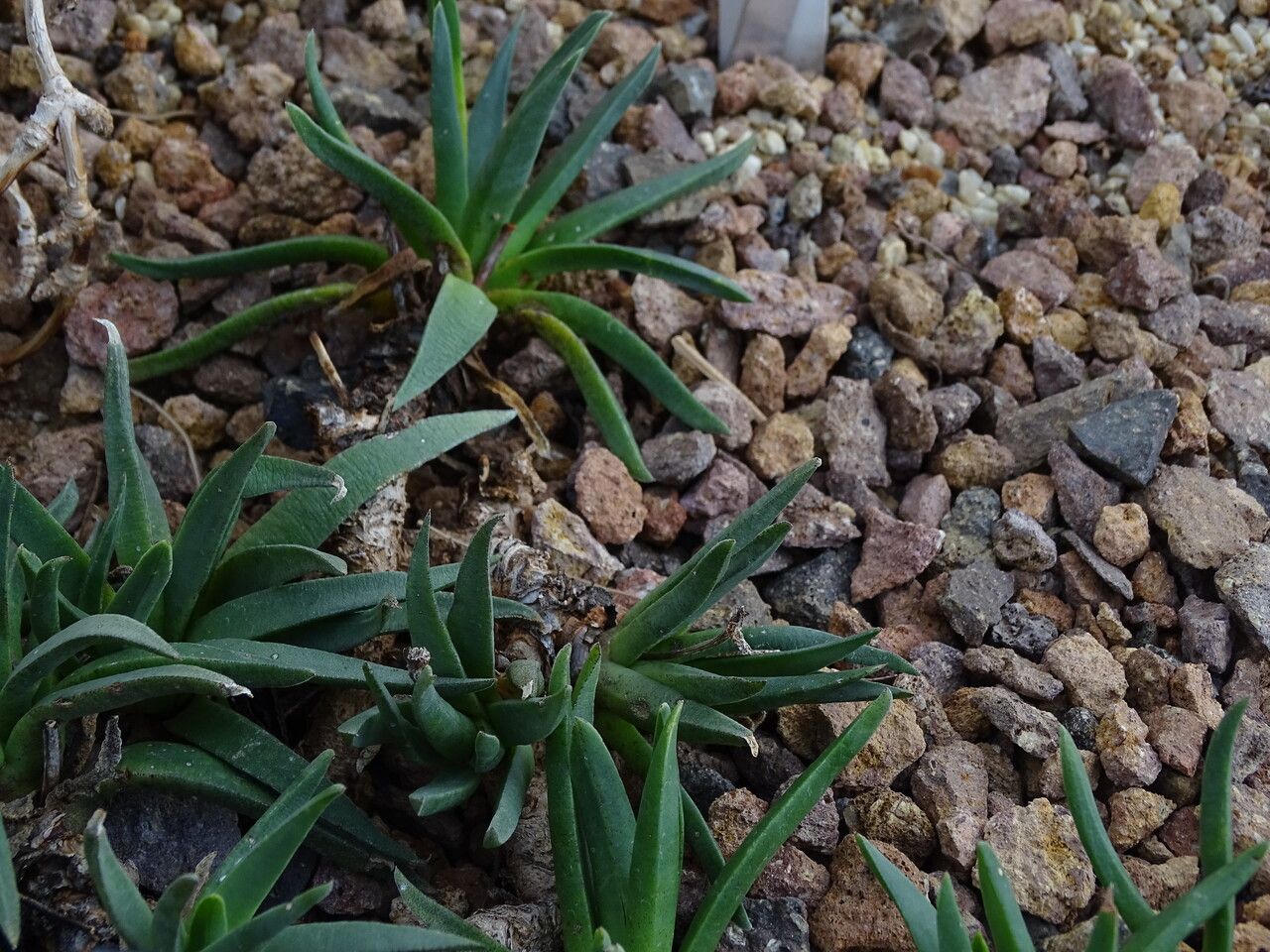 Bergeranthus vespertinus habit