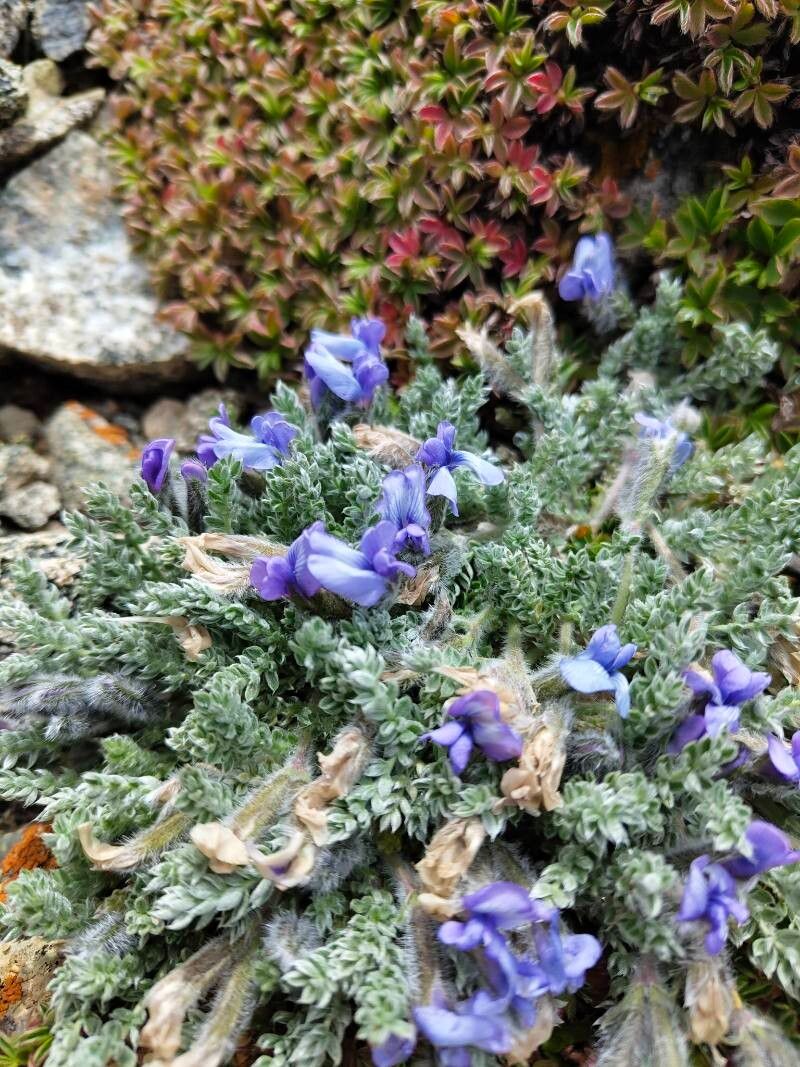 Oxytropis terekensis — houseplant care guide