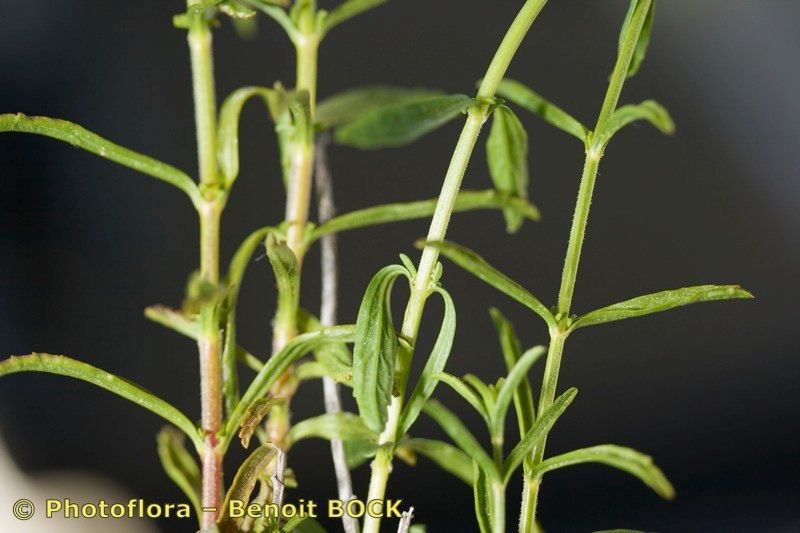 Sideritis arborescens habit