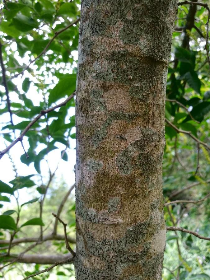 Sebastiania brasiliensis bark