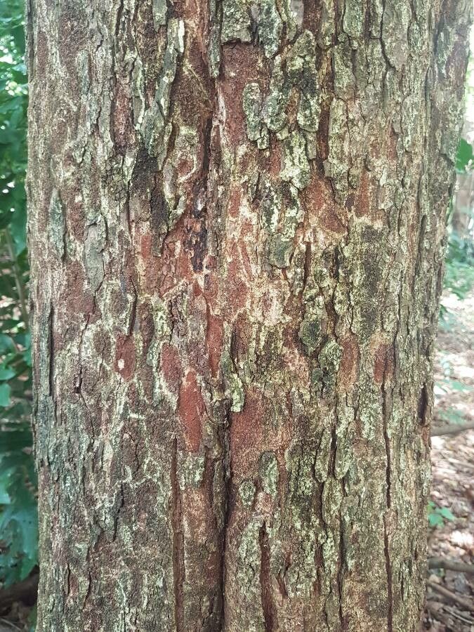 Talisia esculenta bark