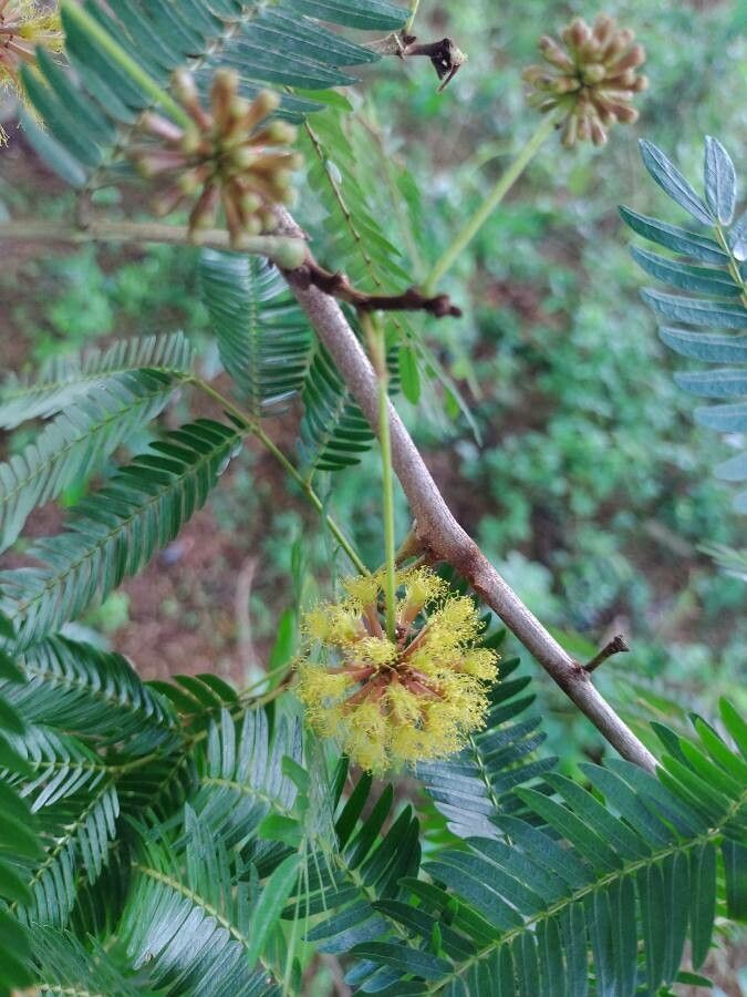 Cojoba sophorocarpa flower