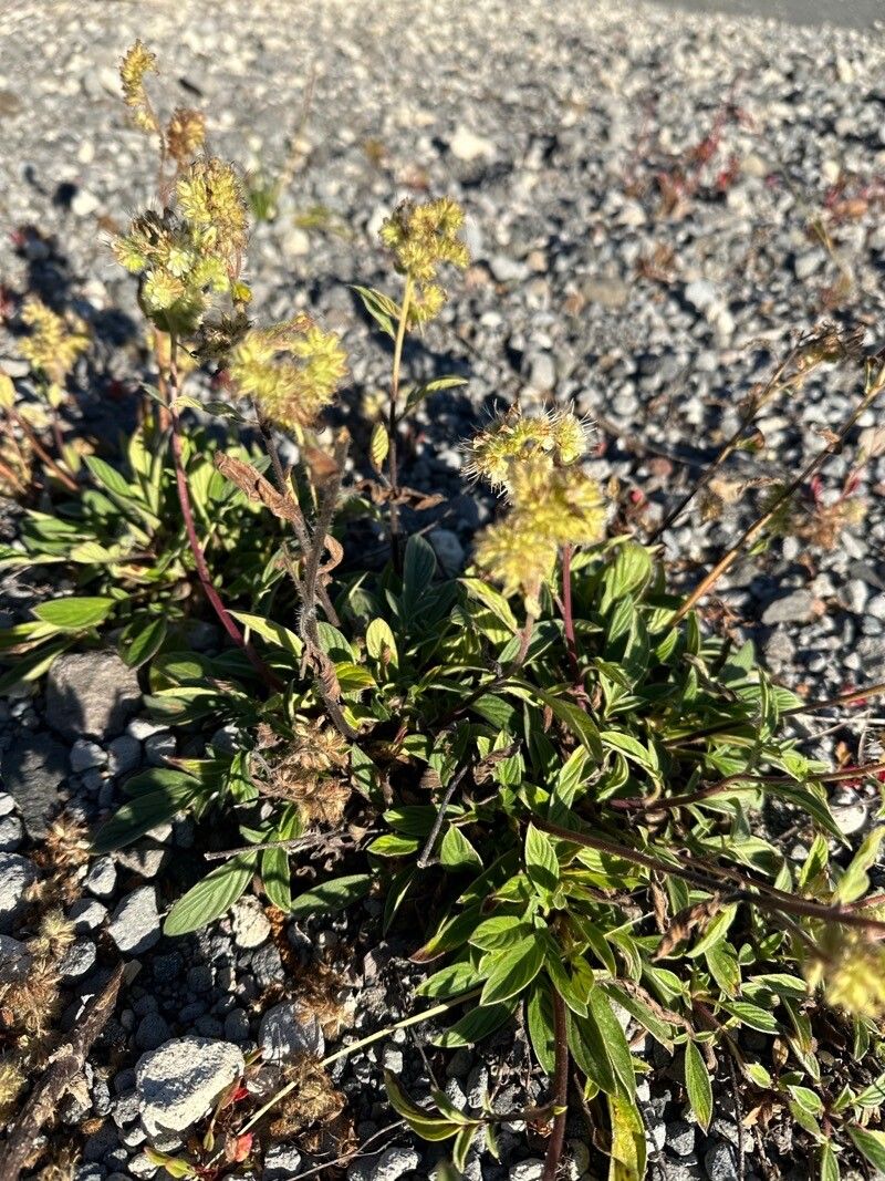 Phacelia leptosepala — houseplant care guide