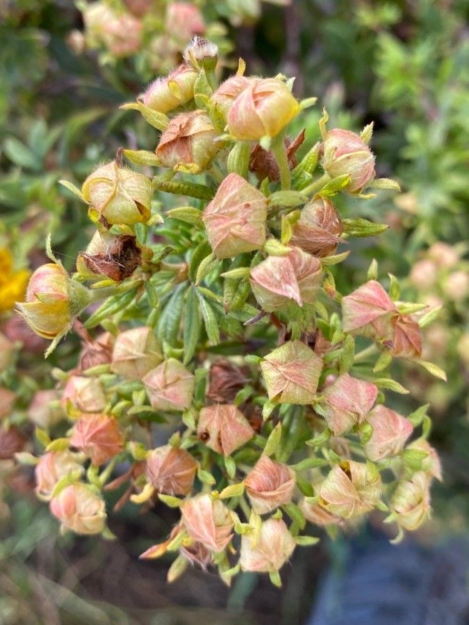 Dasiphora fruticosa fruit