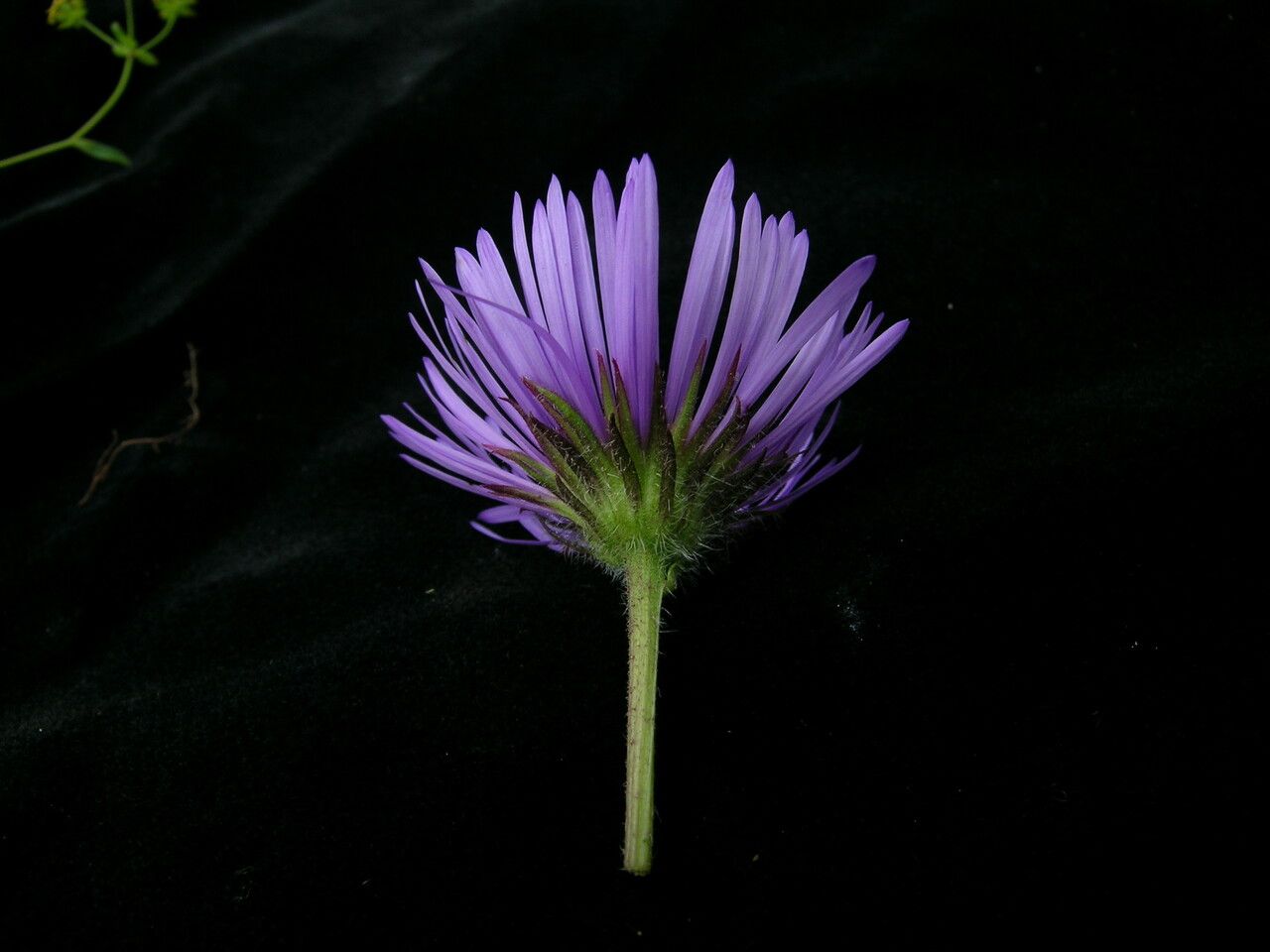 Erigeron multiradiatus flower