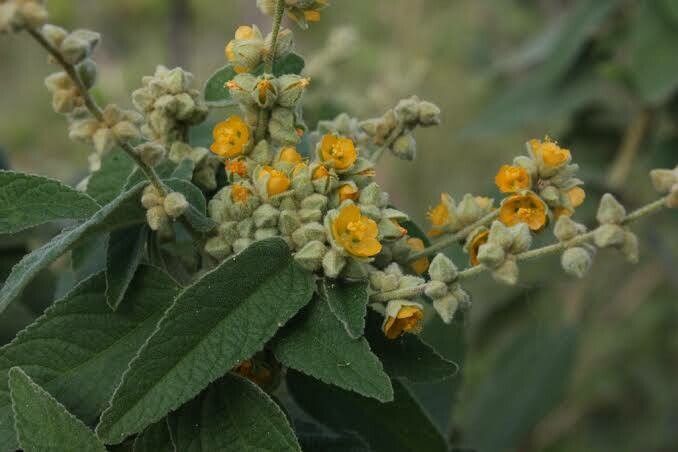 Sida hackettiana — search result for 'Sida'