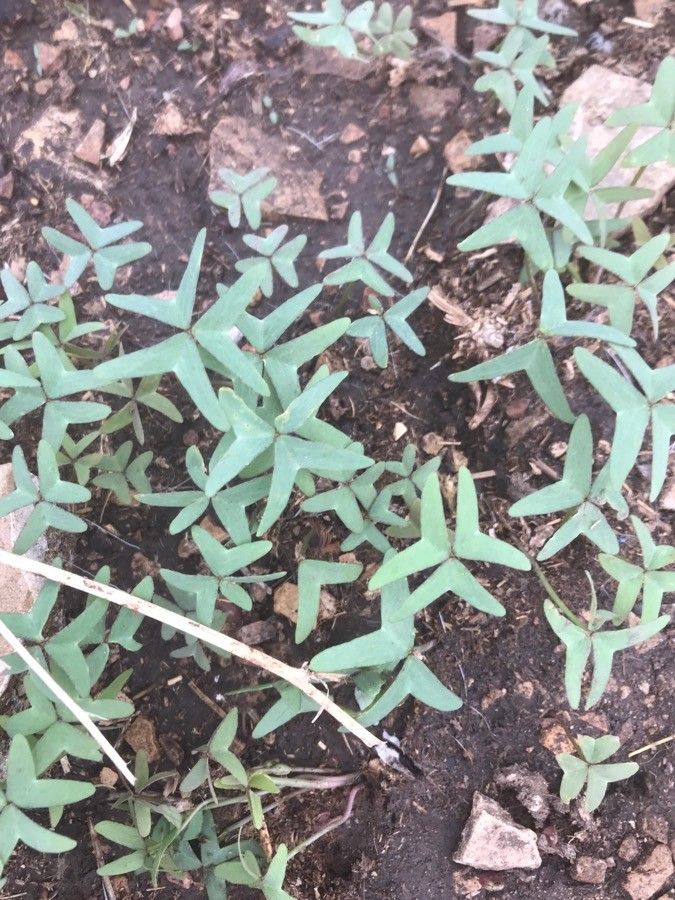 Oxalis drummondii leaf