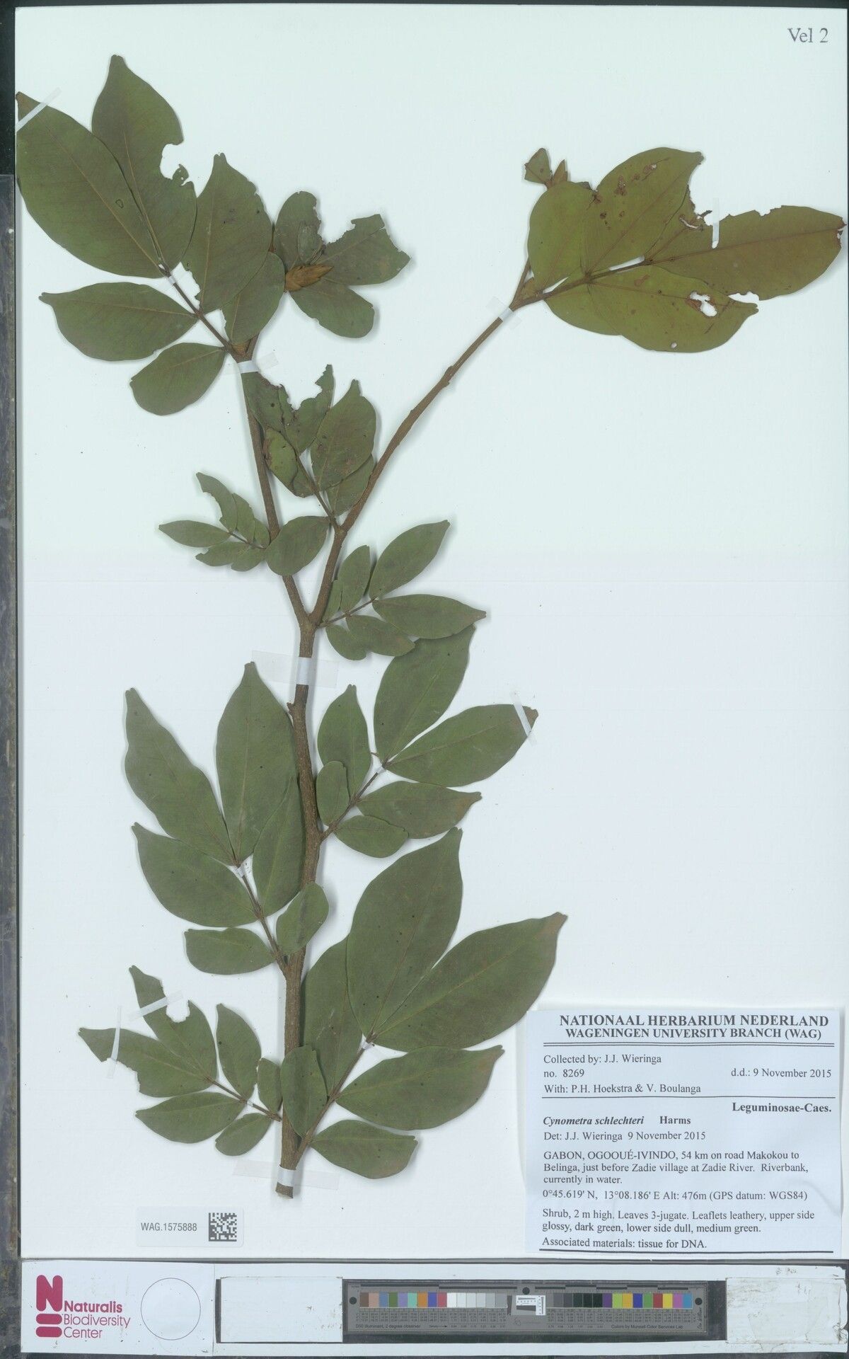 Cynometra schlechteri — houseplant care guide