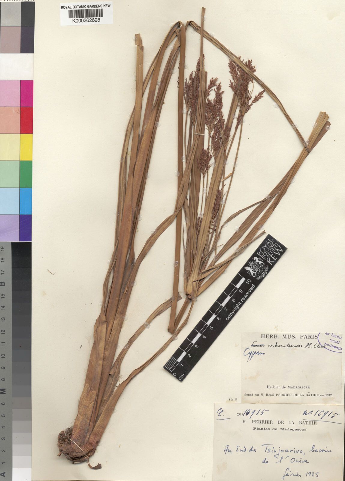 Cyperus ankaratrensis — houseplant care guide