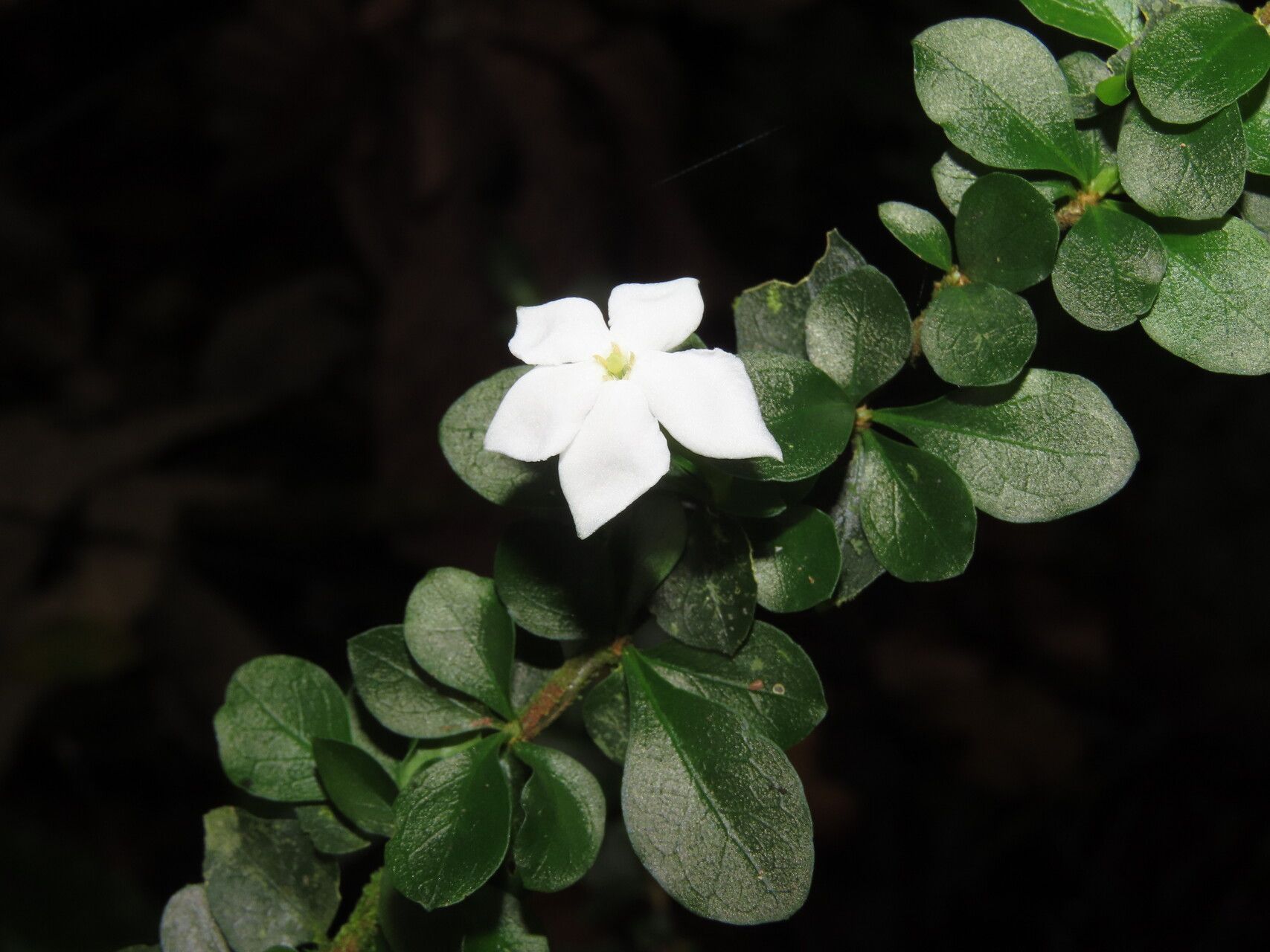 Randia lonicerioides leaf