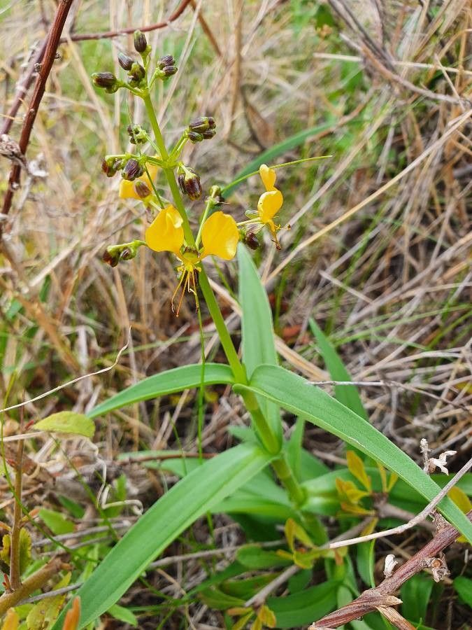 Aneilema johnstonii flower