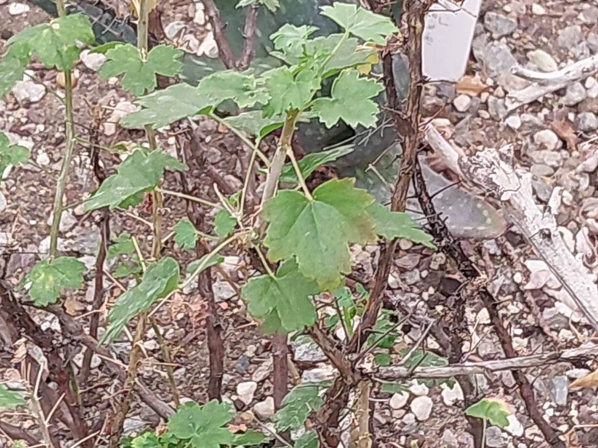 Pelargonium otaviense — houseplant care guide