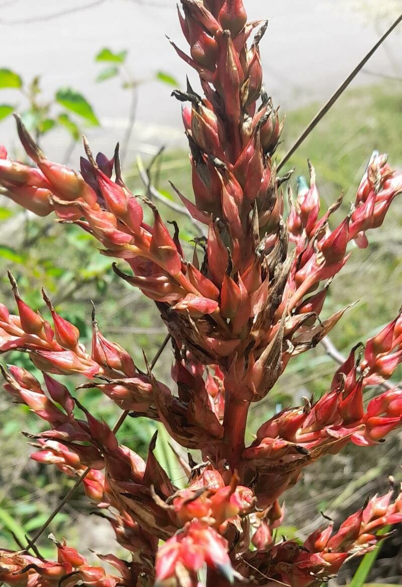 Puya lilloi flower