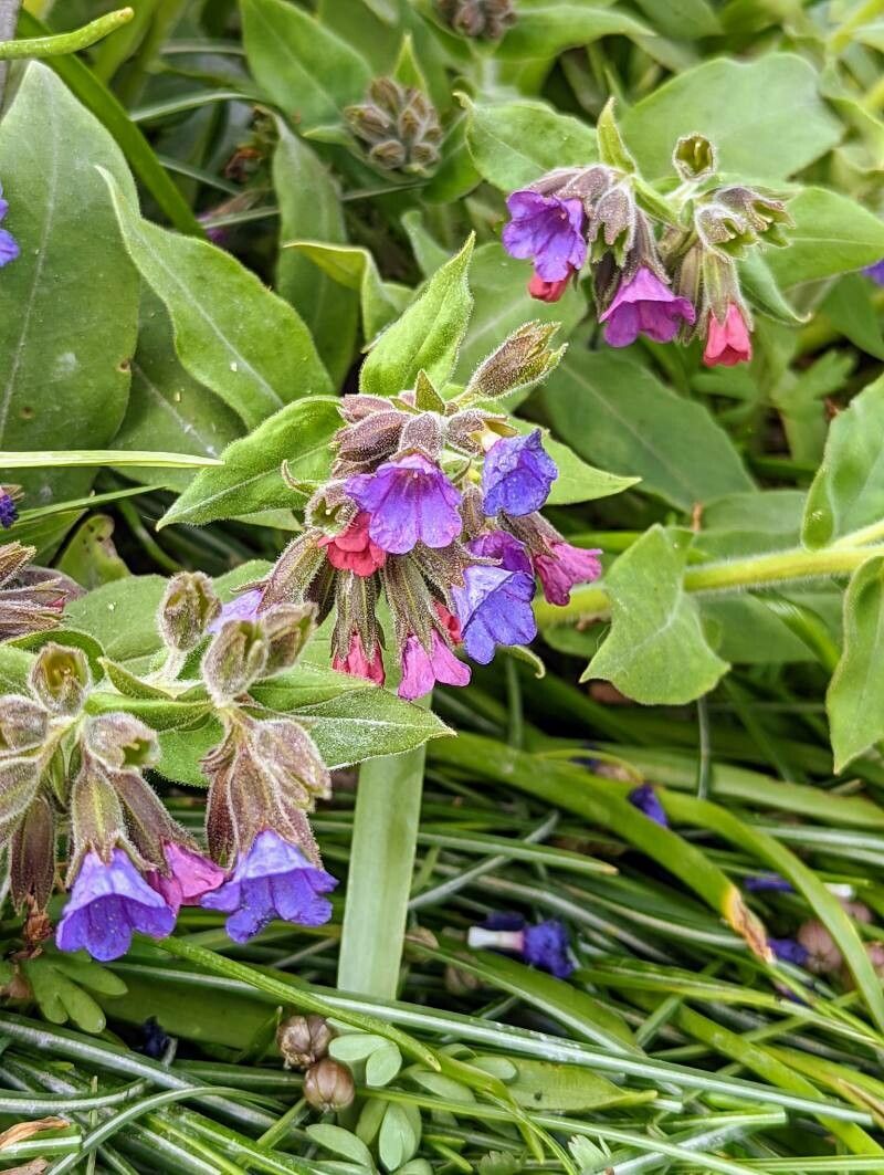 Pulmonaria mollis flower