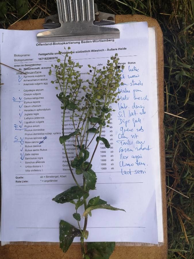 Lepidium perfoliatum fruit