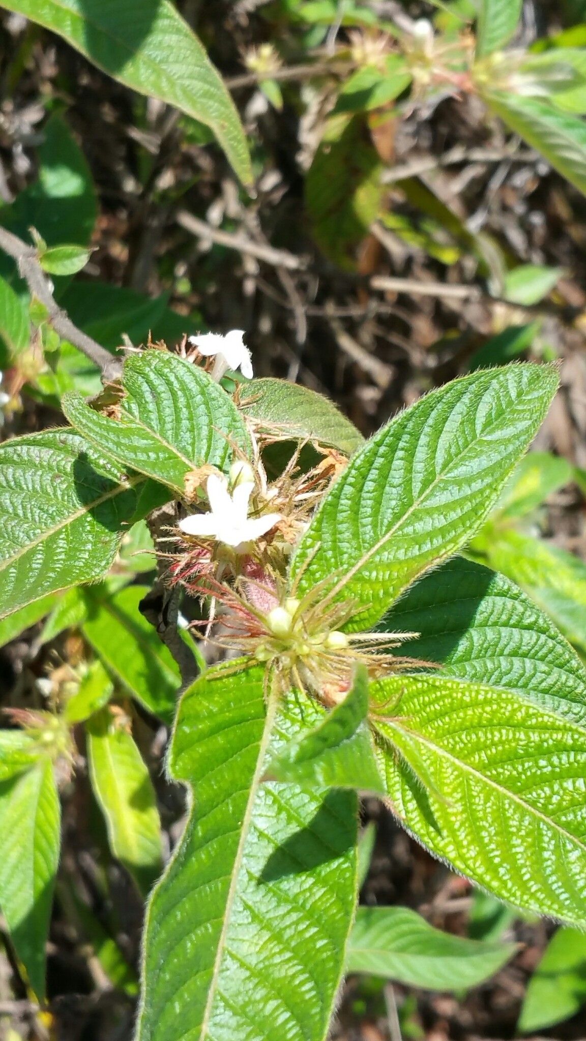 Sabicea diversifolia flower