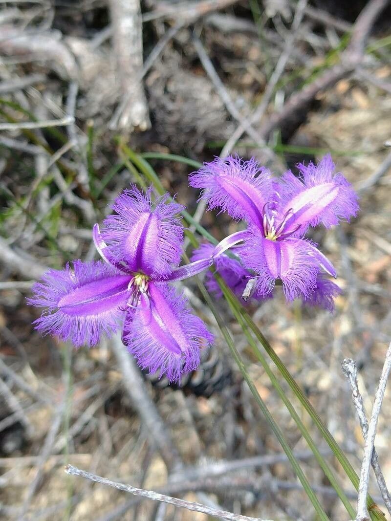 Thysanotus juncifolius flower