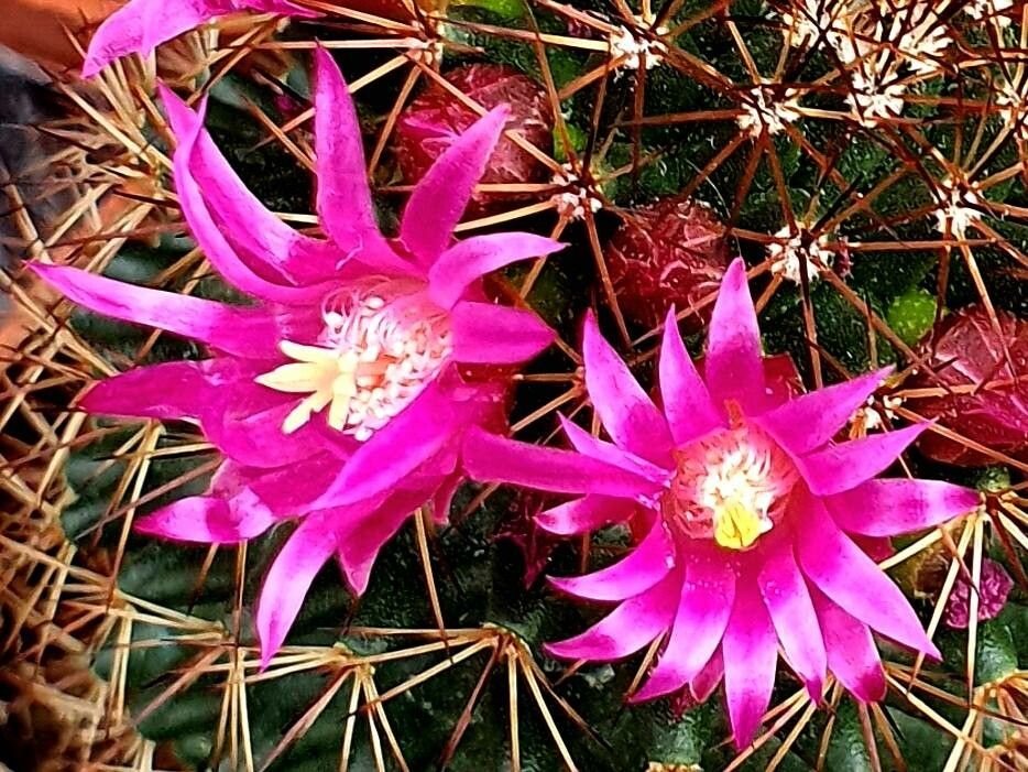 Cochemiea wrightii flower